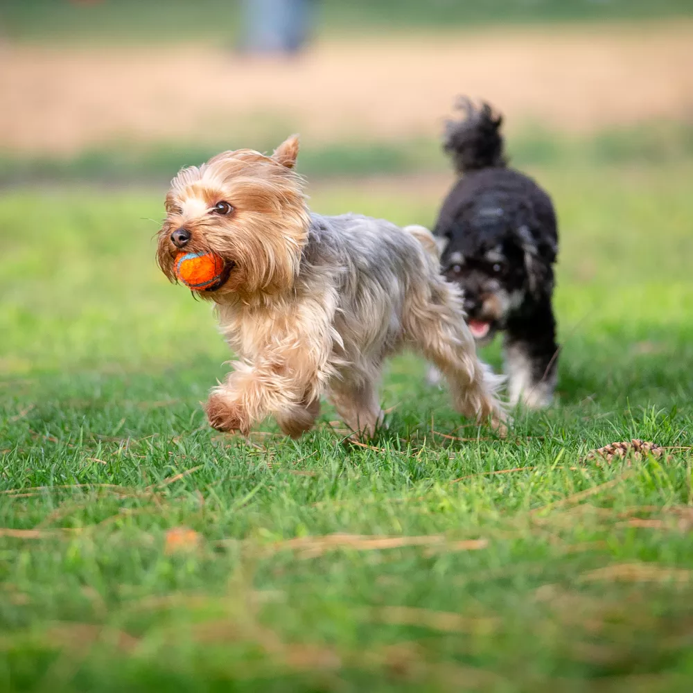 Yorkshire Terrier runs on green grass with an orange ball in its mouth, followed by a darker dog.