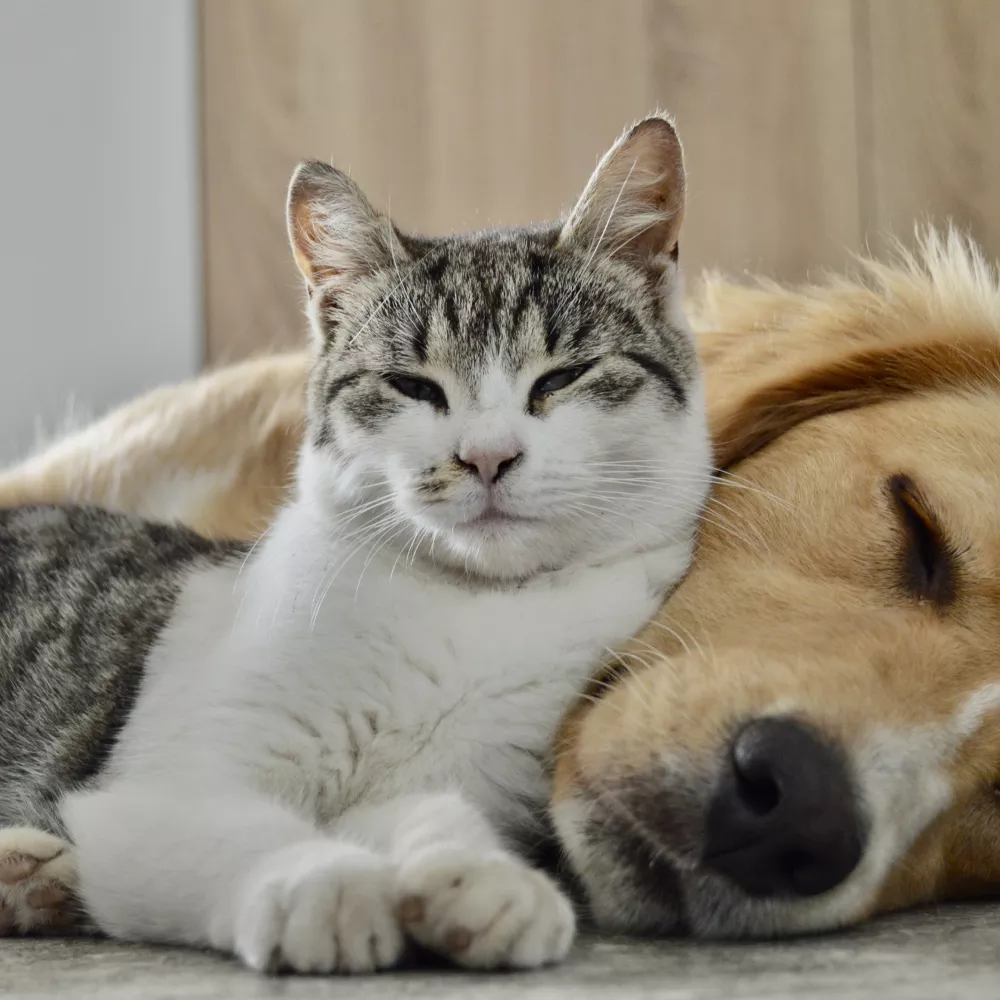 Content tabby cat, eyes nearly closed, rests against a sleeping golden retriever.