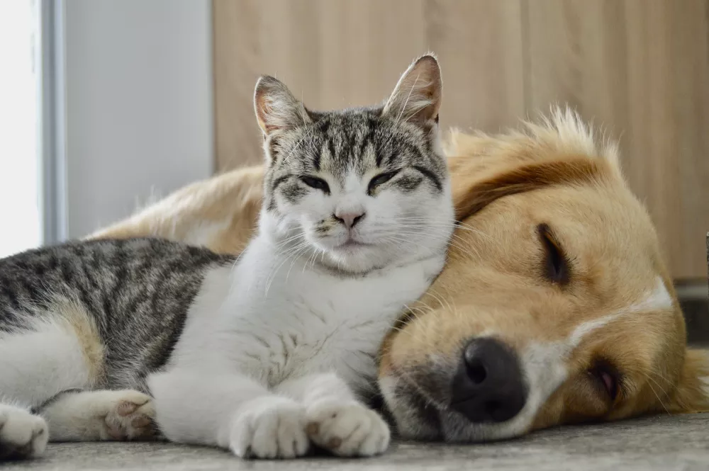 Content tabby cat, eyes nearly closed, rests against a sleeping golden retriever.