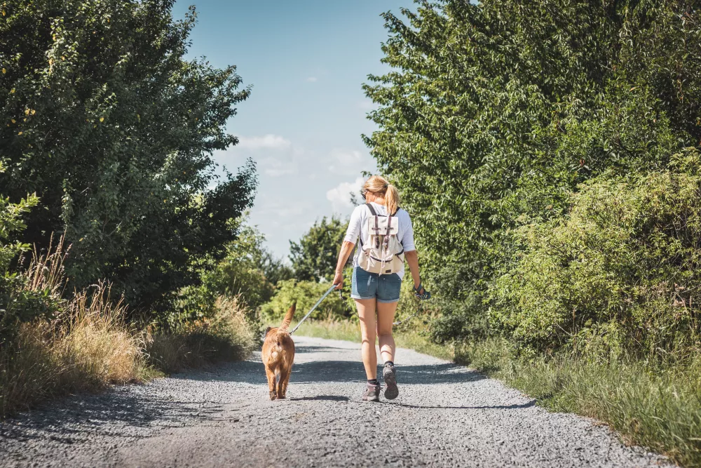 A person and a dog walk away from the viewer on a sunny gravel path bordered by lush green trees.